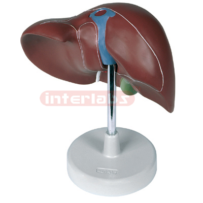 Interlabs? Liver Model, Natural Size One Pc